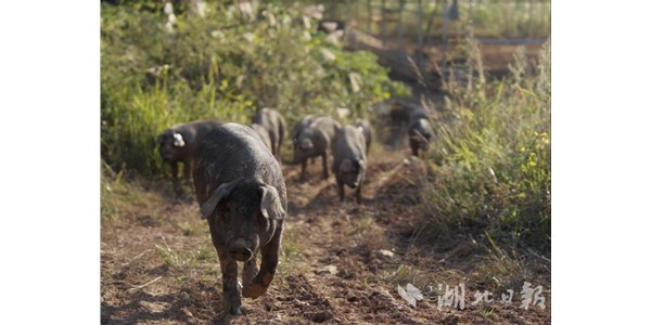 湖北日?qǐng)?bào)|零號(hào)土豬串起產(chǎn)業(yè)鏈，恩施土豬從山林走向全國(guó)